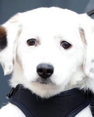 Barbara Sloesen Instagram - Ik ben opnieuw verliefd en het is zonder schuldgevoel, want sinds twee weken is Charlie in ons leven. Vanaf de straten van Călărași in Roemenië via @animalinneed bij ons. Gebroken staartje met gelijmd hart. Eigenlijk is ze al niet meer weg te denken uit ons leven, maar onlangs merkte ik echter dat ik wat ziekig begon te worden. Vroeger hebben wij altijd honden en katten in huis gehad en dat ging altijd goed, dus een allergie was niet het eerste wat in me opkwam. Helaas kan een allergie later opeens voorkomen. Dus, hup, ik een bloedtest doen en ja hoor: de bevestiging waarvan ik hoopte dat-ie nooit zou komen. Wie heeft dit bedacht? Een dieren allergie vind ik de gemeenste in zijn soort. 
Gelukkig zijn er wel ‘middeltjes’ voor zoals allergiepillen. Met liefde slik ik die voor onze lieve Charlie, maar mochten mensen hier gouden tips hebben… Roep! Ik zal je eeuwig dankbaar zijn, want onze Charlie aka Charles aka Charleston gaat niet meer weg!