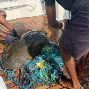 Barbara Meier Instagram - Bei einem Schnorchel-Ausflug haben wir heute eine Schildkröte gesehen, die in einem sehr großen Haufen aus Fischernetzen gefangen war. Zum Glück konnten wir sie befreien und wieder in eine „freie“ Zukunft zurück schicken 🥰🙏🏻
So ein schöner Moment, als Klemens ihr wieder ins Meer geholfen hat! ❤️
Aber dieses Erlebnis hat mir mal wieder gezeigt, wie wichtig die Arbeit des @wwf_deutschland ist und auch wie wichtig unser Projekt „Geisternetze“ ist, für das ich seit einigen Jahren Botschafterin bin. Gemeinsam versuchen wir immer wieder ein Bewusstsein zu schaffen, wie gefährlich diese Netze für die Meeresbewohner sind, aber auch wieviele (Millionen) Tonnen Plastik wegen diesen Netzen im Meer landen 😔
