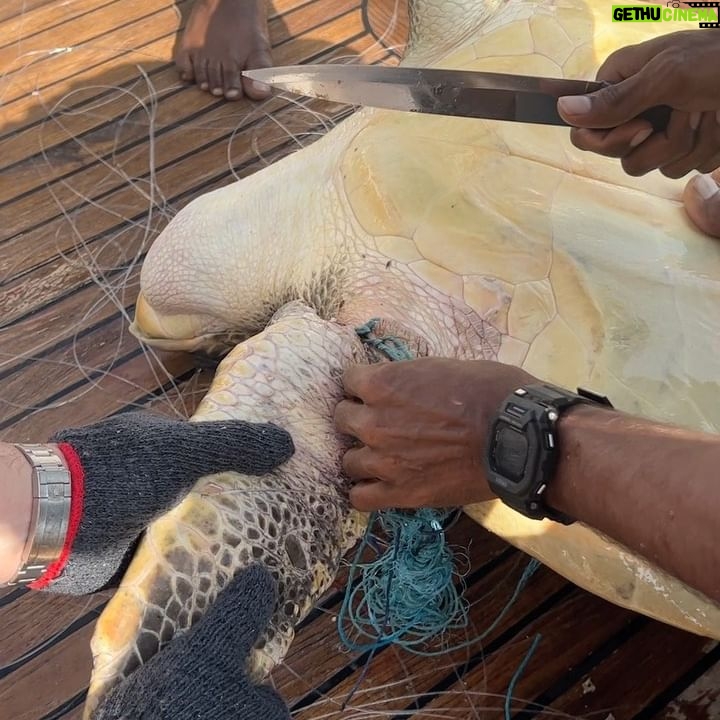 Barbara Meier Instagram - Bei einem Schnorchel-Ausflug haben wir heute eine Schildkröte gesehen, die in einem sehr großen Haufen aus Fischernetzen gefangen war. Zum Glück konnten wir sie befreien und wieder in eine „freie“ Zukunft zurück schicken 🥰🙏🏻 So ein schöner Moment, als Klemens ihr wieder ins Meer geholfen hat! ❤️ Aber dieses Erlebnis hat mir mal wieder gezeigt, wie wichtig die Arbeit des @wwf_deutschland ist und auch wie wichtig unser Projekt „Geisternetze“ ist, für das ich seit einigen Jahren Botschafterin bin. Gemeinsam versuchen wir immer wieder ein Bewusstsein zu schaffen, wie gefährlich diese Netze für die Meeresbewohner sind, aber auch wieviele (Millionen) Tonnen Plastik wegen diesen Netzen im Meer landen 😔