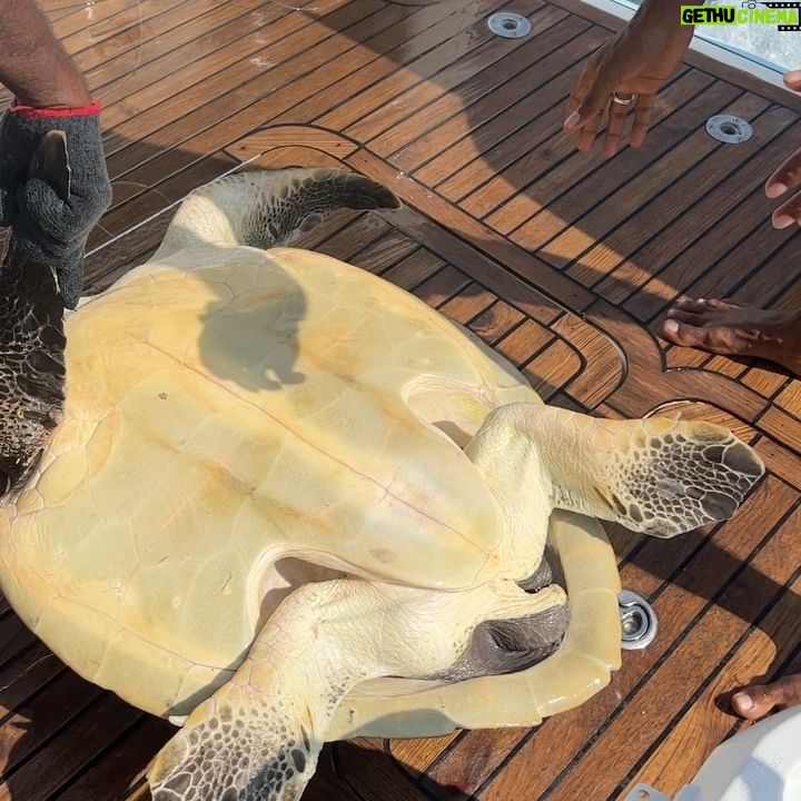 Barbara Meier Instagram - Bei einem Schnorchel-Ausflug haben wir heute eine Schildkröte gesehen, die in einem sehr großen Haufen aus Fischernetzen gefangen war. Zum Glück konnten wir sie befreien und wieder in eine „freie“ Zukunft zurück schicken 🥰🙏🏻 So ein schöner Moment, als Klemens ihr wieder ins Meer geholfen hat! ❤️ Aber dieses Erlebnis hat mir mal wieder gezeigt, wie wichtig die Arbeit des @wwf_deutschland ist und auch wie wichtig unser Projekt „Geisternetze“ ist, für das ich seit einigen Jahren Botschafterin bin. Gemeinsam versuchen wir immer wieder ein Bewusstsein zu schaffen, wie gefährlich diese Netze für die Meeresbewohner sind, aber auch wieviele (Millionen) Tonnen Plastik wegen diesen Netzen im Meer landen 😔