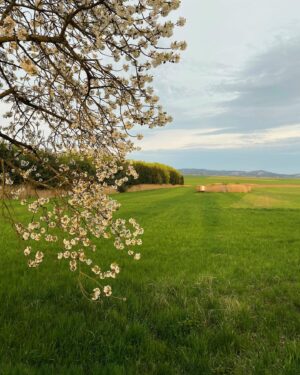 Barbora Mudrová Instagram - Čaro jaro
🌸

#spring #nature