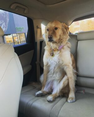 Barrett Wilbert Weed Instagram - Just needed to show you a photo of my dog sitting on her butt like a person. 😳 #spooky