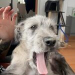 Bec Rawlings Instagram - Both of these idiots are meant to be descendants from wolves 🐺 😂 #irishwolfhound #frenchbulldog