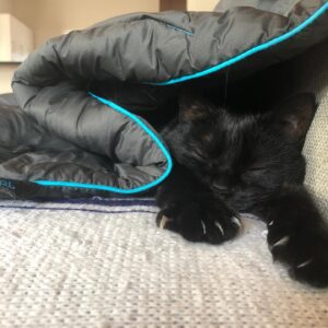 Becky Sauerbrunn Instagram - She’s been trying to sleep through 2020...I can’t blame her. #NationalBlackCatDay
