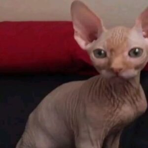 Bely Basarte Instagram - 1. ❤ él
2. 🐻 también
3. 😻 molito
4. 🐱 baby otis
5. factssss