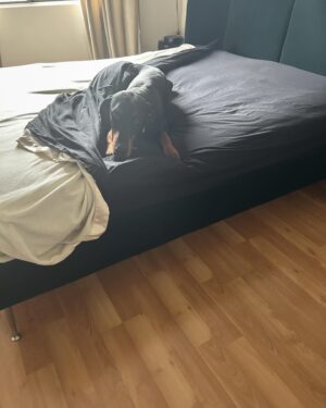 Beth Broderick Instagram - Fairness did NOT want to get out of the bed so that I could make it this morning. I won that test of wills but admit peanut butter may have been involved.