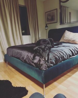 Beth Broderick Instagram - I will miss and love you forever Ms. Roxy. You were a wonderful friend
