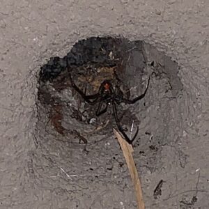Betsy Brandt Instagram - My new frenemie...Western Black Widow.