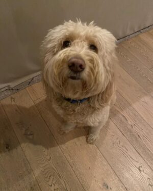 Betsy Brandt Instagram - This guy does not care that some of us have lines to learn. Not even a little.  #goldendoodle #goldendoodlesofinstagram #petsofinstagram