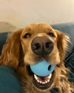 Betsy Sodaro Instagram - It's #nationalgoldenretrieverday so here's the best golden retriever I know! WILMA!!!!
