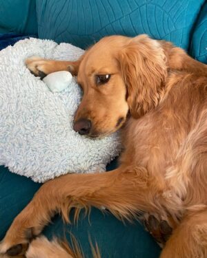 Betsy Sodaro Instagram - It's #nationalgoldenretrieverday so here's the best golden retriever I know! WILMA!!!!