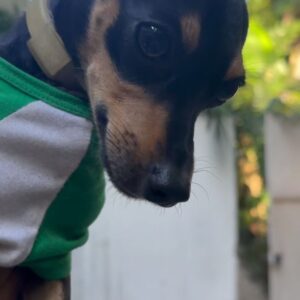 Betty Gofman Instagram - Interessados podem mandar mensagem!!! Juju🧡🧡🧡