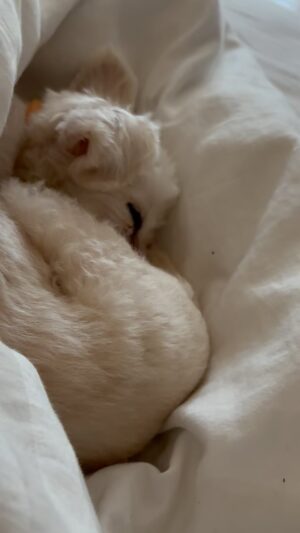 Betty Gofman Instagram - Um
Domingo chuvoso na cama lendo e ouvindo a minha Belinha, que resgatei há alguns anos atras quando ja era uma senhorinha. Tão saboroso ouvir esse ronquinho gostoso e lembrar que graças a mim essa bichinha esta viva e dormindo tranquila aqui do meu ladinho. Meu coração agradece quentinho. #naocompreadote  Ajude nossa ong @caonossorj a resgatar os bichinhos que estão na rua abandonados.  Na chuva, no frio, com dor, medo, fome e tristeza.
