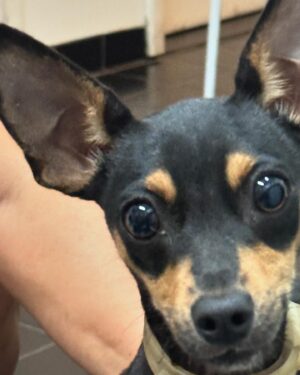 Betty Gofman Instagram - Amores,
Excluí meu ultimo post que falava que as regras pra transporte dos bichinhos resgatados no RGS com a ajuda do governo federal nos aviões da FAB foram mudadas. Sei que o governo ja fez muito pelos bichinhos, mas ao contrário do que estão falando, procurei saber sim, o que me informaram é que por vários motivos, ate coerentes, as regras mudaram pra que seja tudo mais seguro, porem, com a calamidade e quantidade de bichinhos precisando de cuidados, e com cada vez menos voluntários, está muito difícil cumprir tantas regras. Os bichinhos precisam sair de lá o quanto antes, se tem chance de ter abrigo e cuidado em outros estados.  Posso estar equivocada com o meu questionamento , mas acho que essas regras vão dificultar muito.  Não estou querendo lacrar nem fazer teatro aqui não. Muita gente aqui deve saber da minha luta pelos bichinhos carentes e abandonados aqui no Rio de Janeiro.  Me sinto no direito de questionar sim e espero estar totalmente equivocada na minha preocupação🙏. Alguem pode me socorrer, procurando entender o que está acontecendo? Eu adoraria saber . Vou entrar em contato com o pessoal do Grad.
Desejo um Bom final de semana pra todos, até mesmo pros seguidores que comentaram descordando da minha preocupação de forma dura é o que eu também desejo.