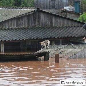 Betty Gofman Instagram - #REPOST @osindefesos with @get__repost__app  ADOTE UM ANIMAL DO RIO GRANDE DO SUL ATRAVÉS DA ONG INDEFESOS.

Atenção: a @moovipet.com.br em uma ação solidária em conjunto com ONGs e protetores, está organizando a vinda dos animais, cães e gatos, que perderam as suas famílias nas enchentes no Rio Grande do Sul para outros estados. Nós, ONG Indefesos, vamos receber alguns desses animais. Os primeiros indefesos sairão do sul no dia 30 de maio e chegarão no dia 01 de junho no Rio de Janeiro. Quem tiver interesse em adotar um indefeso, por favor mandar uma mensagem no direct da ONG até o final do dia de hoje. É urgente!
Abra o seu coração e leve para casa um indefeso gaúcho. Contamos com vocês!
Todos os animais adotados do Rio Grande do Sul terão a primeira consulta gratuita na Clínica Citta Vet. #repostios #repostw10