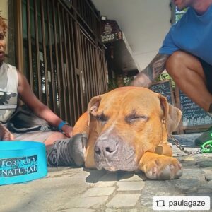 Betty Gofman Instagram - #REPOST @paulagaze with @get__repost__app  Até onde vai a maldade do ser humano? Esse cão foi doado ao morador em situação de rua por uma mulher que mora no Humaitá. O morador em situação de rua já passou por internações no Pinel e claramente continua precisando de tratamento. Não pode ficar na rua. Ele não consegue cuidar do cachorro e nem dele. Se alguém souber como ajudar essa pessoa e quiser ajudar também o cãozinho, pode entrar em contato comigo ou com o @guga_ungerer também. O cachorro quase foi atropelado hoje e o morador está completamente desnorteado. #repostios #repostw10.  INACREDITÁVEL. QUEM PODE AJUDAR ??
@osindefesos @ongparaisodosfocinhos
