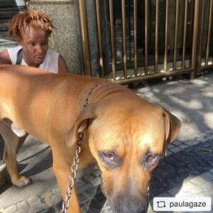 Betty Gofman Instagram - #REPOST @paulagaze with @get__repost__app  Até onde vai a maldade do ser humano? Esse cão foi doado ao morador em situação de rua por uma mulher que mora no Humaitá. O morador em situação de rua já passou por internações no Pinel e claramente continua precisando de tratamento. Não pode ficar na rua. Ele não consegue cuidar do cachorro e nem dele. Se alguém souber como ajudar essa pessoa e quiser ajudar também o cãozinho, pode entrar em contato comigo ou com o @guga_ungerer também. O cachorro quase foi atropelado hoje e o morador está completamente desnorteado. #repostios #repostw10.  INACREDITÁVEL. QUEM PODE AJUDAR ??
@osindefesos @ongparaisodosfocinhos