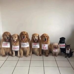 Betty Gofman Instagram - Eles não são Bagagens, são os nossos amores.
Que a justiça seja feita.
 @voegoloficial, quando é que vcs vão entender isso??
Tratem nossos pets com respeito, mesmo que não conheçam esse amor.

#justiçapelojoca
