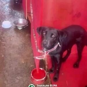 Betty Gofman Instagram - Veja essas imagens e tire suas próprias conclusões. Cães não deveriam ser escolhidos por porte, e sim por temperamento e rotina que você pode proporcionar a eles…

Ajude-nos a encontrar um lar para as vítimas que não conseguem gritar por socorro. Preencha o formulário e faça a diferença na vida de um animal hoje. Acesse o link na bio.

#MovaSe #repostandroid #repostw10