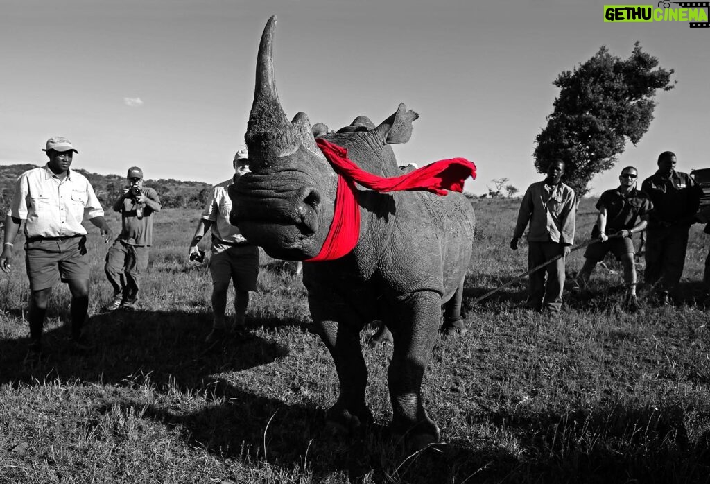Beverly Joubert Instagram - “As we face increasing threats to the safety and security of wild species and spaces, the need for innovative conservation solutions is more urgent now than ever before. This rhino was translocated from a high-poaching zone to an area where it's hoped it will form part of a new, viable population. Despite a slight decline in the number of rhinos lost to poaching – something that may be attributed to an overall reduction in rhino numbers – illegal killing continues to decimate Africa's remaining rhino populations. My goal as a wildlife photographer has always been to tell nature’s narratives in a way that inspires and motivate global audiences to fight for the survival of imperilled species. And I hope that images like this reflect the reality of the conservation challenges facing those on the frontlines. Our #ProjectRanger initiative was created through @GreatPlainsFoundation during the pandemic as an emergency relief fund for conservationists struggling without the support of vital tourism revenue. Since then we've realised the desperate need for initiatives like this and have continued to raise funds for rangers on the ground who work tirelessly to safeguard wild species and landscapes. Collaborative action is key in achieving conservation success and it’s hoped that by bringing organisations and communities together to fight for a shared cause that we can give imperilled species a fighting chance. I hope you've enjoyed following along over the last week as I've shared some of my favourite images. For more, follow me at @BeverlyJoubert.” - @beverlyjoubert Thank you to iLCP Fellow @beverlyjoubert for sharing her incredible work with wildlife in the Okavango Delta this week! Be sure to give her a follow to learn more about her ongoing projects and conservation efforts! ______ #ilcp #ilcp_photographers #okavangodelta #rhinoconservation #endangeredspecies #rhino #conservationphotography #wildlifephotography