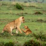 Beverly Joubert Instagram – In the roughly four decades⁣ we’ve spent sharing our lives with big cats and documenting their behaviour we’ve been privileged to get to know each individual animal, to witness the unique characteristics and traits that separate one cat from the next. Some cubs are bold and adventurous while others are shy and rarely stray too far from the protection of mom. But when challenged, all lions have fight in them. It’s an essential quality they’ll need to survive the dangerous and unpredictable landscape they call home.⁣
⁣⁣⁣
#lions #bigcatsofinstagram #wildlife #nature