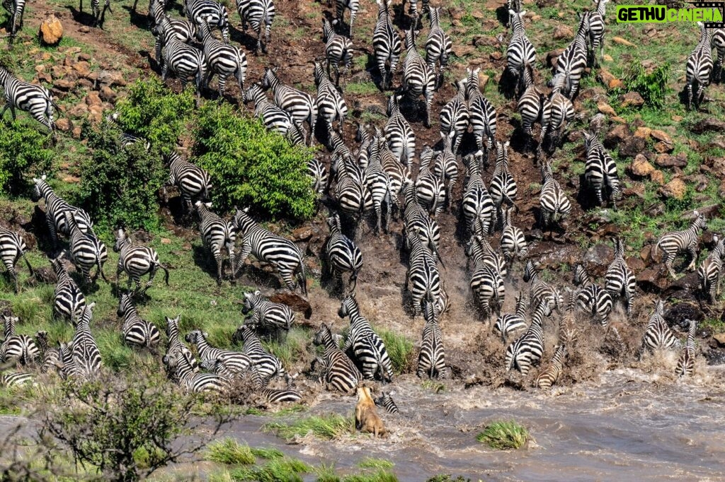 Beverly Joubert Instagram - Frantic splashing in the murky shallows, nervous braying and snorting, the thumping of hooves on the river bank as the herd scrambled to safety ... this hunt was a sensory overload. Lions are strategic predators – they'll use a coordinated attack incorporating natural barriers like rivers or vegetation to channel their prey into an ambush. This lioness had her sights set on a zebra calf and was hoping to nab the youngster in the ensuing chaos of a panicked river crossing. ⁣⁣ ⁣⁣ #lions #wildlife