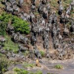 Beverly Joubert Instagram – Frantic splashing in the murky shallows, nervous braying and snorting, the thumping of hooves on the river bank as the herd scrambled to safety … this hunt was a sensory overload. Lions are strategic predators – they’ll use a coordinated attack incorporating natural barriers like rivers or vegetation to channel their prey into an ambush. This lioness had her sights set on a zebra calf and was hoping to nab the youngster in the ensuing chaos of a panicked river crossing. ⁣⁣
⁣⁣
#lions #wildlife