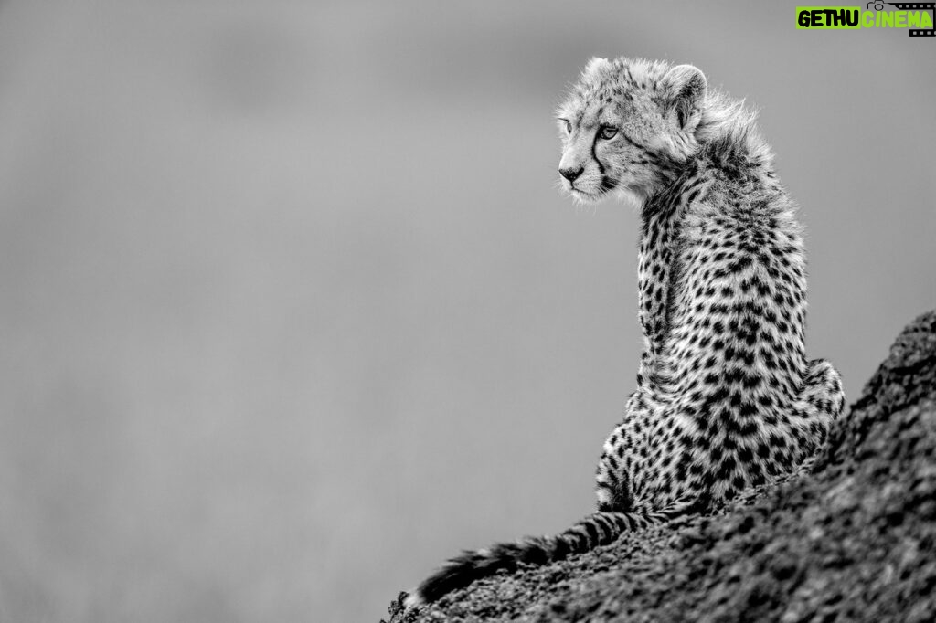 Beverly Joubert Instagram - Wearing a scarf of downy fur that's typical of young cheetahs, this cub watched on from her vantage point as her mom prepared to go on the hunt. She's still too young to take part in the chase, but she'll watch keen-eyed from the sidelines learning the skills she'll need to one day fend for herself. As few as 7,000 cheetahs remain in the wild today, and these big cats occupy a meagre 9% of their historic range. Habitat loss and human conflict have decimated their populations and it's now up to all of us to find sustainable solutions that will secure a future for these iconic cats.⁣ ⁣⁣ #cheetahs #wildlife #nature