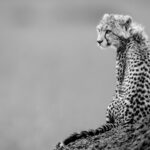 Beverly Joubert Instagram – Wearing a scarf of downy fur that’s typical of young cheetahs, this cub watched on from her vantage point as her mom prepared to go on the hunt. She’s still too young to take part in the chase, but she’ll watch keen-eyed from the sidelines learning the skills she’ll need to one day fend for herself. As few as 7,000 cheetahs remain in the wild today, and these big cats occupy a meagre 9% of their historic range. Habitat loss and human conflict have decimated their populations and it’s now up to all of us to find sustainable solutions that will secure a future for these iconic cats.⁣
⁣⁣
#cheetahs #wildlife #nature