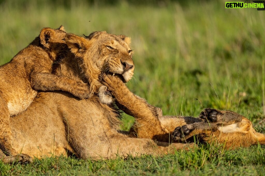 Beverly Joubert Instagram - Open mouth, insert foot.⁣ ⁣ This young male was surprisingly tolerant of the rough-and-tumble games initiated by the pride's smallest members. For the cubs, playtime – which is most of the time – is an opportunity to learn and discover. For this subadult male who became the unwilling victim of their exuberant pouncing, it's a lesson in patience.⁣ ⁣ #lion #wildlife #nature #bigcats #bigcatsofinstagram