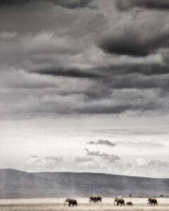 Beverly Joubert Instagram - Under a seemingly endless Kenyan sky – clouds swollen grey with the promise of rain – a herd of elephants march across a barren plain in search of food. With great size comes great nutritional needs, and elephants sometimes travel vast distances in search of fresh drinking water and food. Resilient and resourceful as they are, these giants may still suffer and possibly perish during prolonged dry spells. As climatic conditions continue to shift and droughts become more regular and severe, elephants (along with a host of other species) face an uncertain future.⁣⁣ ⁣⁣ #elephants #wildlife #nature