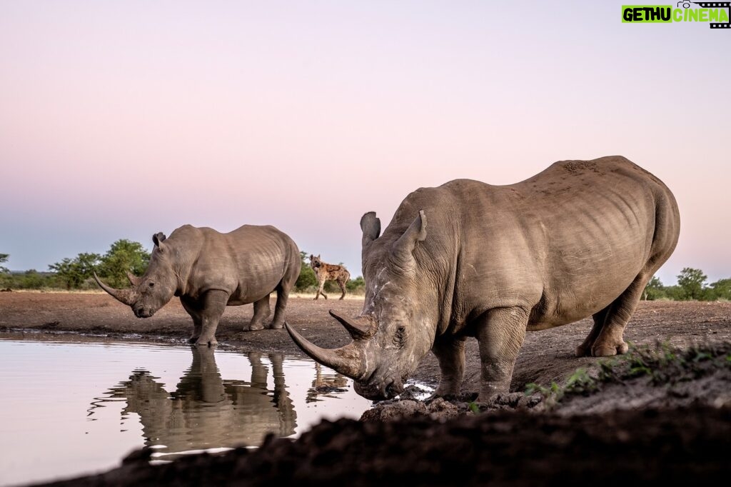 Beverly Joubert Instagram - Framed between two tank-like rhinos, a spotted hyena crept past to quench its thirst at a quieter part of the waterhole. Although hyenas are ambitious and determined hunters easily capable of tackling large prey, healthy adult rhinos are not on the menu. These two paid little heed to the predator and instead focused their attention on gulping down several litres of water. Rhinos can survive for a number of days without drinking, but where water is available, they will often visit a reliable water source multiple times in a day.⁣ ⁣ #wildlife #rhino #hyena