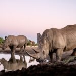 Beverly Joubert Instagram – Framed between two tank-like rhinos, a spotted hyena crept past to quench its thirst at a quieter part of the waterhole. Although hyenas are ambitious and determined hunters easily capable of tackling large prey, healthy adult rhinos are not on the menu. These two paid little heed to the predator and instead focused their attention on gulping down several litres of water. Rhinos can survive for a number of days without drinking, but where water is available, they will often visit a reliable water source multiple times in a day.⁣
⁣
#wildlife #rhino #hyena