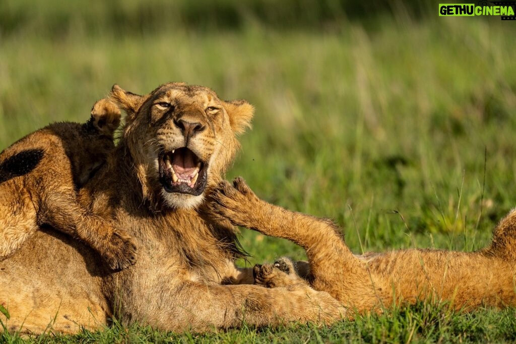 Beverly Joubert Instagram - Open mouth, insert foot.⁣ ⁣ This young male was surprisingly tolerant of the rough-and-tumble games initiated by the pride's smallest members. For the cubs, playtime – which is most of the time – is an opportunity to learn and discover. For this subadult male who became the unwilling victim of their exuberant pouncing, it's a lesson in patience.⁣ ⁣ #lion #wildlife #nature #bigcats #bigcatsofinstagram