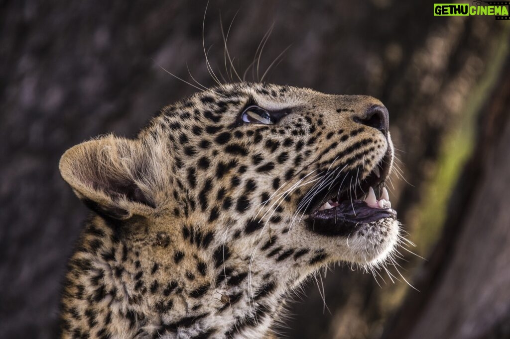 Beverly Joubert Instagram - The slightest movement or sound can trigger a leopard's finely tuned instincts. A flicker in the branches above captured the attention of this young cat and her curiosity took over. For leopard cubs, exploration is essential. With every sound she investigates, and every movement she chases, she's learning and processing her experiences into a refined set of skills that will one day allow her to hunt and survive on her own.⁣ ⁣⁣ #leopard #bigcatsofinstagram #wildlife #nature