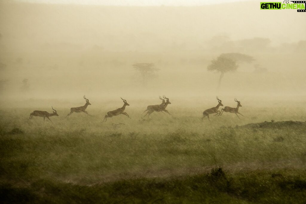 Beverly Joubert Instagram - On Kenya's open plains, there's little shelter from a downpour. This herd of impala were forced to endure the deluge, which painted the landscape in a haze of sepia as the afternoon sun fought to break through the storm clouds. For the impala, the unpleasantness is fleeting and the rain brings with it the promise of new growth – fresh grass shoots on which the antelope will soon feast.⁣ ⁣ #wildlife #rain #Kenya