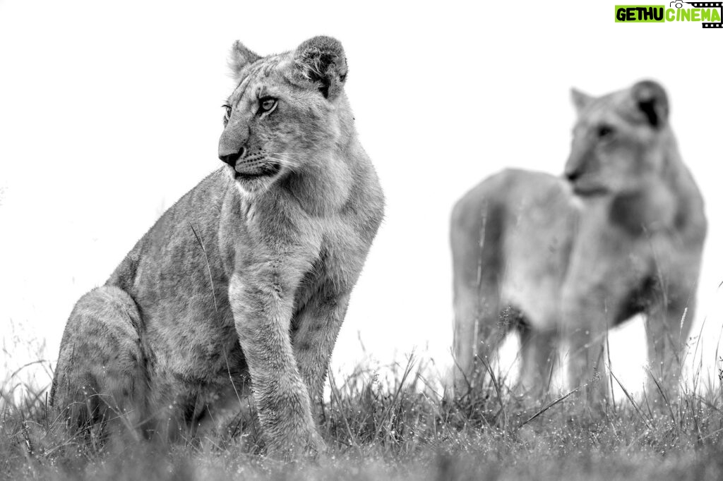 Beverly Joubert Instagram - There's an undeniable shimmer of curiosity in the eyes of lion cubs, a sharp inquisitiveness that drives their urge to explore and investigate. It's an important trait that helps the cats make sense of their surroundings and learn the artillery of skills needed to survive. These two cubs will soon graduate from exuberant games with their siblings to joining the pride on a hunt, as their playful curiosity gives way to more determined and deadly instincts.⁣⁣ ⁣⁣ #lions #bigcats #bigcatsofinstagram
