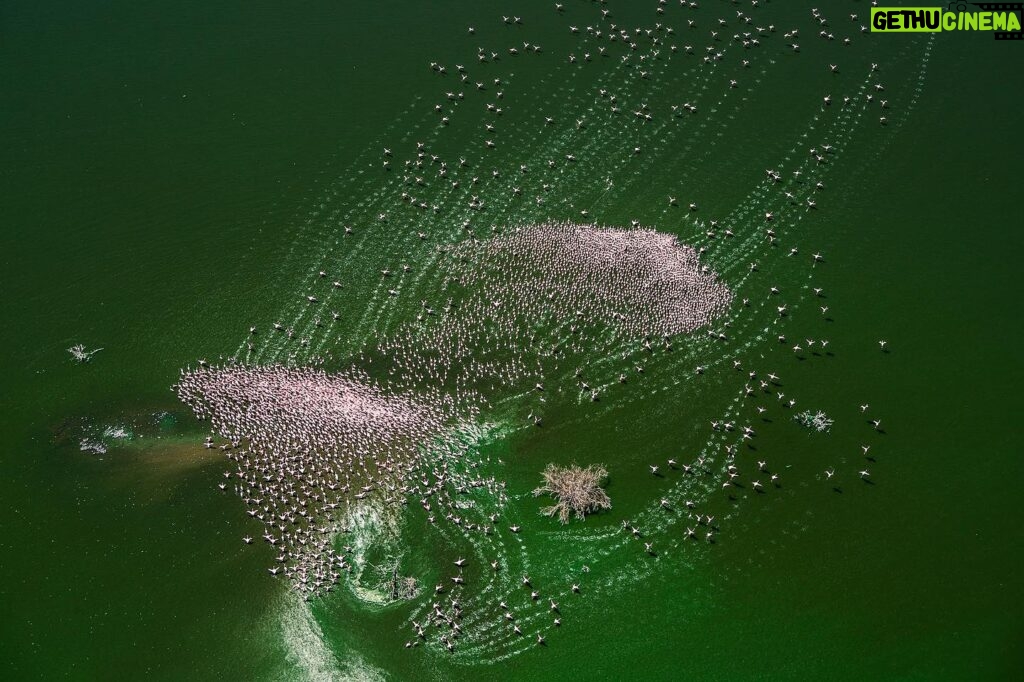 Beverly Joubert Instagram - “For much of the year, the Makgadikgadi Salt Pans are one of Botswana's driest regions, but when rains nourish the parched earth, grasses start to sprout and the pans fill with nutrient-rich waters. Massive flocks of flamingos from across the continent gather here to breed and feast creating an astonishing migratory spectacle. From above, the flamingos leave delicate, feathered lines in the algae-filled water as they take off, like brushstrokes on a painting, their pink plumage creating explosions of colour on the vast shallows of the pans. This is one of the largest flamingo breeding sites in Africa and it's driven by seasonal rains. As global weather patterns shift in response to a changing climate, phenomena like this are at increased risk of vanishing completely, putting migratory bird species under threat.” - @beverlyjoubert _______ #ilcp #ilcp_photographers #birdmigration #wildlifephotography #africanwildlife #conservationphotography #botswanawildlife #flamingo