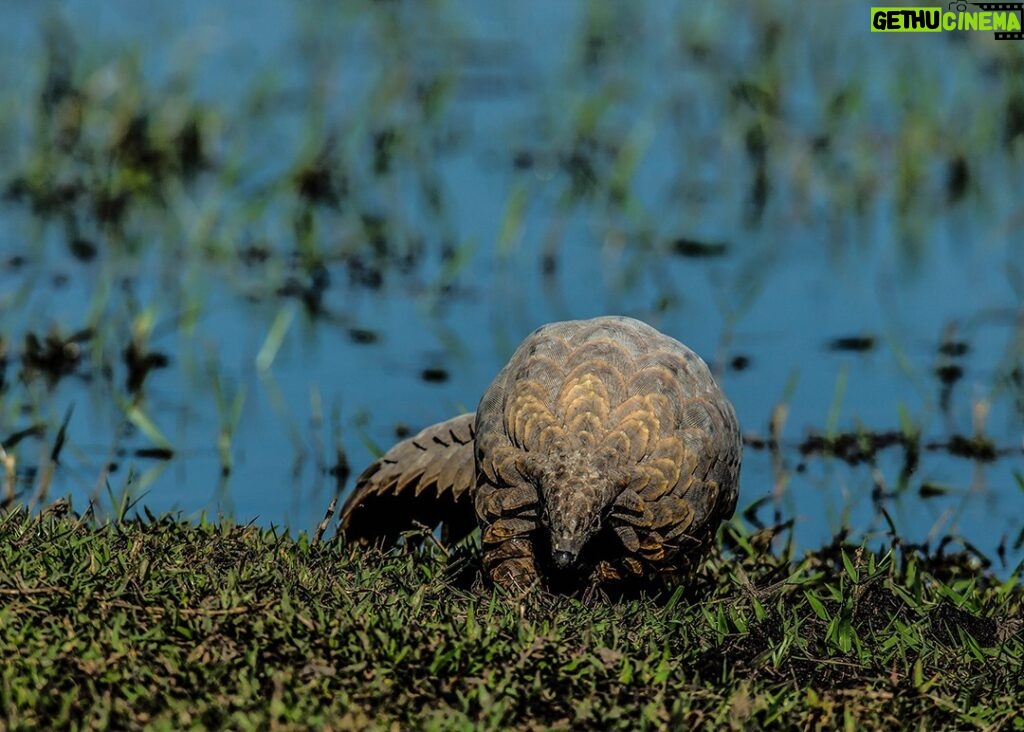 Beverly Joubert Instagram - Spotting a pangolin in the wild is rare. In all our years documenting wildlife, often spending weeks embedded in the bush, we've only seen a handful of these elusive mammals in the wild. They're often more active at night, shuffling through the undergrowth in search of termites, ants and larvae, which they dig out of nests and burrows using their impressive claws. Once they've carved an opening in the dirt, a long sticky tongue goes to work sucking up insects en masse. ⁣ ⁣ They are profoundly unique animals. But they are also under threat. All eight species of pangolins found throughout the world are threatened by the illegal wildlife trade and populations are rapidly declining. Despite their shy nature, they remain one of the most trafficked mammals in the world and are illegally trapped in their thousands to feed a growing demand for their scales and meat. Without strict regulations and enforcement, these remarkable animals may be pushed to extinction. This #WorldPangolinDay, let's join forces and pledge to never let that happen.⁣ ⁣⁣ #pangolin #PangolinsDay #wildlife #nature #wildlifeconservation