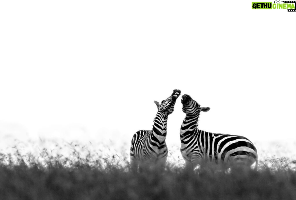 Beverly Joubert Instagram - For zebras, life in the herd is not always peaceful. Zebra societies are defined by strict hierarchies and these social systems can be intricate and complex. A single dominant male usually reigns over family groups called harems that are made up of mares and their recent offspring. Alpha stallions are highly protective of their harems and will readily take on challenges from competing bachelors. This can sometimes lead to fierce clashes between males that involve a lot of biting and kicking. If a challenging bachelor wins one of these showdowns, the loser must relinquish his harem to join a bachelor herd, along with other ousted males and young stallions that are yet to rise through the ranks.⁣⁣⁣ ⁣⁣ #zebra #wildlife #nature