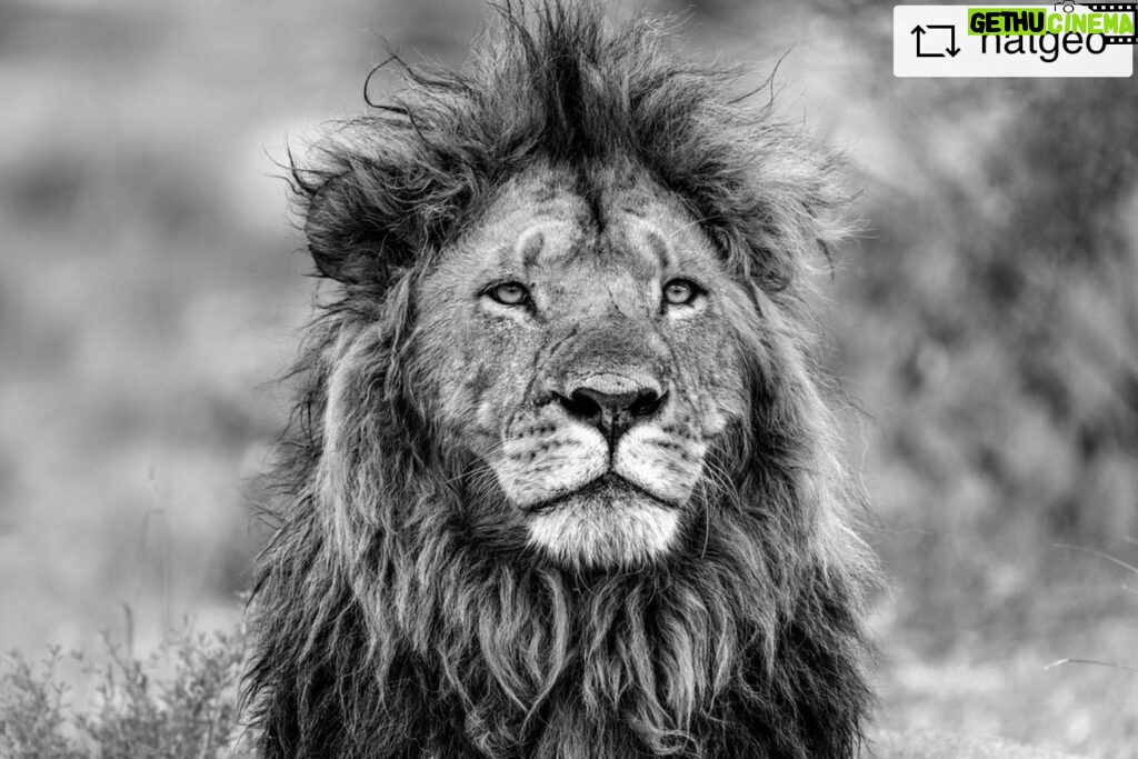 Beverly Joubert Instagram - #Repost from @natgeo Photo by @beverlyjoubert | Kenya’s wilderness areas may be a stronghold for Africa’s lions, but no country on the continent remains untouched by the challenges facing these majestic predators. The statistics can often feel disheartening and overwhelming. According to some estimates, lion numbers have dropped by 43% over the past 21 years, and many of the remaining 62 wild lion populations are now precariously small. Yet it is also true that dedicated, determined conservation efforts really can make a difference. In certain parts of Africa, there have been encouraging successes in revitalizing populations, bringing these predators back to areas where they had long been absent. What is urgently needed is the restoration of natural landscapes and the creation of interconnected wildlife corridors, so that lions can regain the critical space they need to thrive.