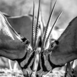 Beverly Joubert Instagram – Face-off. The striking facial patterns of these fringe-eared oryx almost merge into one as the two bulls clash heads in a battle for dominance. These fights usually involve a lot of head butting and shoving, but they rarely end in actual, injury inflicting gouging (despite the antelope sporting some impressive weaponry).⁣
⁣
#oryx #wildlife