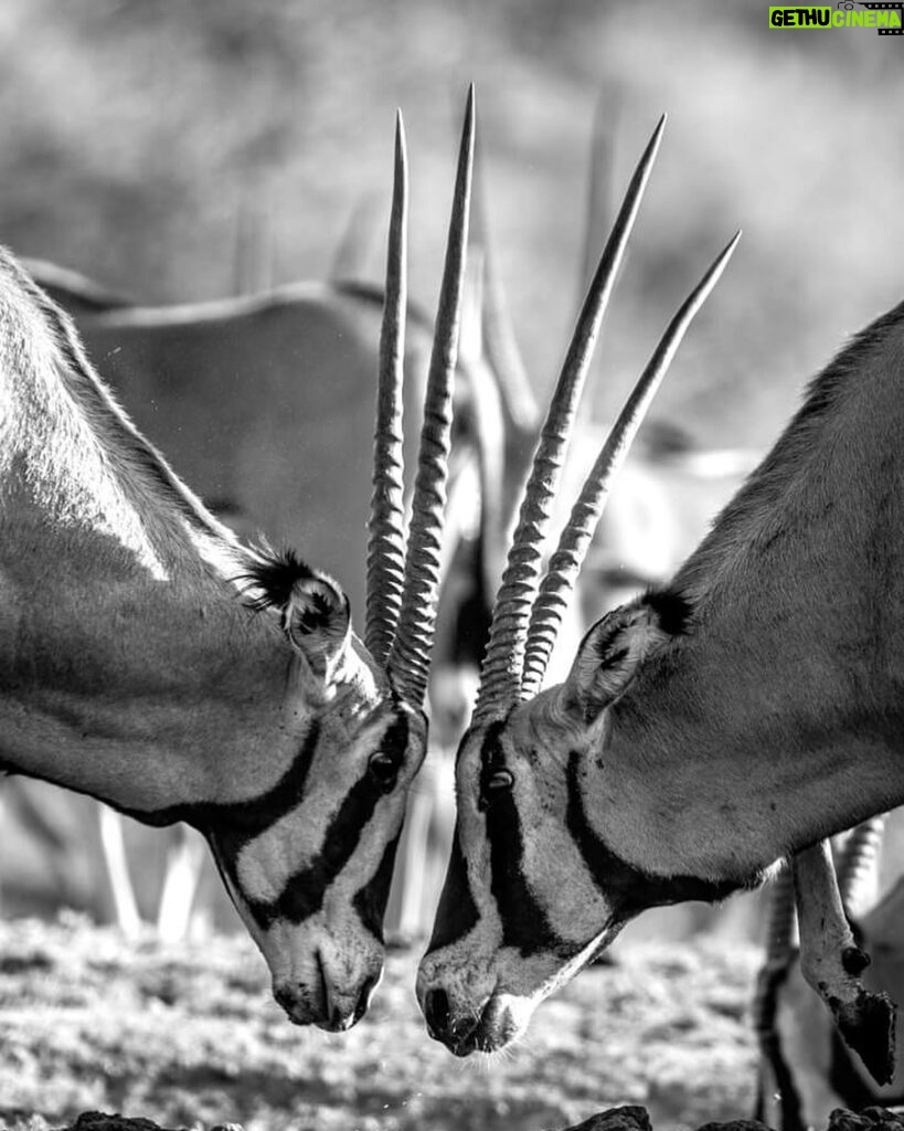 Beverly Joubert Instagram - Face-off. The striking facial patterns of these fringe-eared oryx almost merge into one as the two bulls clash heads in a battle for dominance. These fights usually involve a lot of head butting and shoving, but they rarely end in actual, injury inflicting gouging (despite the antelope sporting some impressive weaponry).⁣ ⁣ #oryx #wildlife