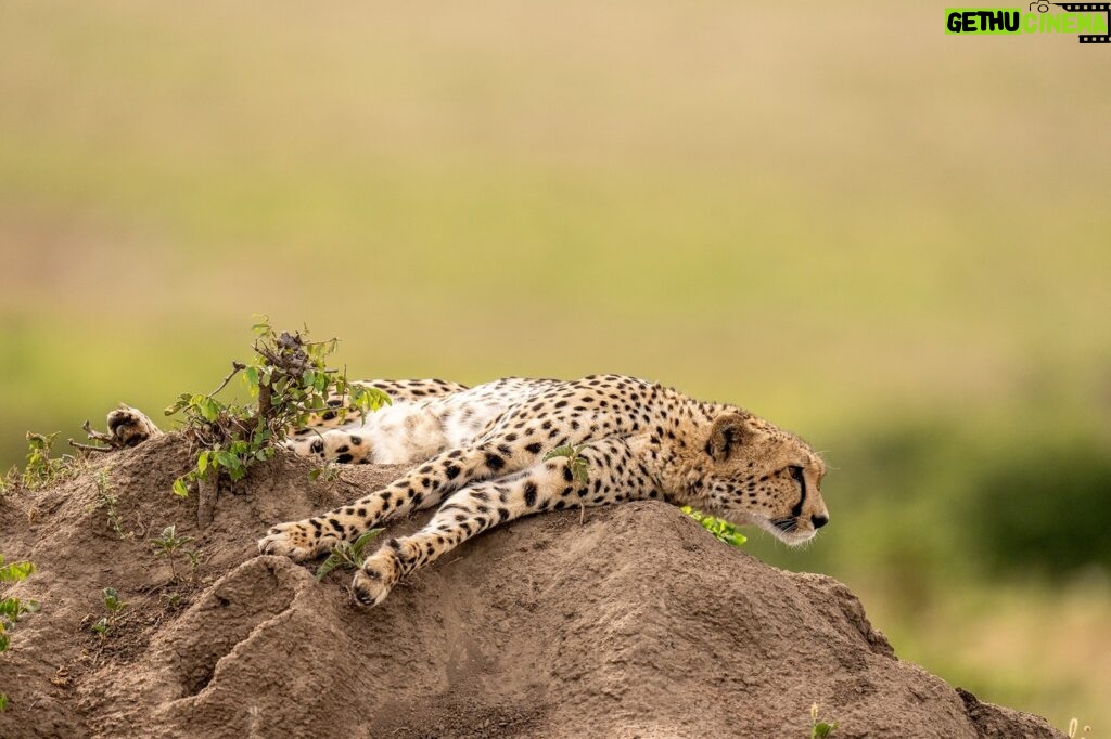 Beverly Joubert Instagram - Let sleeping cats lie. ⁣ ⁣ Cheetahs often use termite mounds as lookouts to scan their surroundings for potential prey, but this cat was quite content to sprawl out on top of its vantage point, clearly not yet ready to go on the hunt. These speedy predators expend a huge amount of energy chasing down their prey in high-speed pursuits, so some pre-hunt rest is always welcome. ⁣ #cheetah #bigcats #bigcatsofinstagram #wildlife #nature