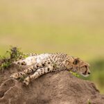 Beverly Joubert Instagram – Let sleeping cats lie. ⁣
⁣
Cheetahs often use termite mounds as lookouts to scan their surroundings for potential prey, but this cat was quite content to sprawl out on top of its vantage point, clearly not yet ready to go on the hunt. These speedy predators expend a huge amount of energy chasing down their prey in high-speed pursuits, so some pre-hunt rest is always welcome.
⁣
#cheetah #bigcats #bigcatsofinstagram #wildlife #nature