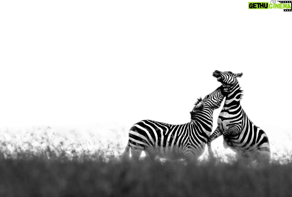 Beverly Joubert Instagram - For zebras, life in the herd is not always peaceful. Zebra societies are defined by strict hierarchies and these social systems can be intricate and complex. A single dominant male usually reigns over family groups called harems that are made up of mares and their recent offspring. Alpha stallions are highly protective of their harems and will readily take on challenges from competing bachelors. This can sometimes lead to fierce clashes between males that involve a lot of biting and kicking. If a challenging bachelor wins one of these showdowns, the loser must relinquish his harem to join a bachelor herd, along with other ousted males and young stallions that are yet to rise through the ranks.⁣⁣⁣ ⁣⁣ #zebra #wildlife #nature