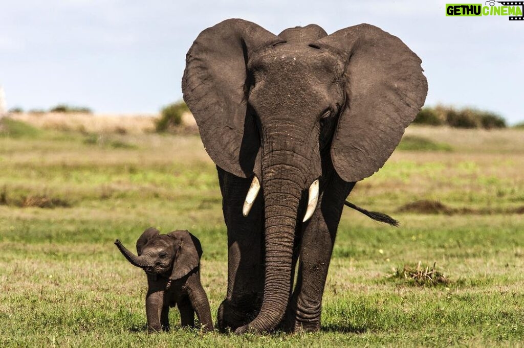 Beverly Joubert Instagram - So much hope rests on those wobbly legs. It’ll take at least 10 years for this elephant to reach maturity. Ten long years where the youngster may encounter shrinking habitats, altered landscapes, and malicious humans. If the calf makes it, he’ll have an important role to play in helping nurture the next generation of elephants – a generation that may face even greater threats. These giants need safe space to roam in protected landscapes where they can live in harmony with humans. ⁣ ⁣ @DereckJoubert and I recently hosted a number of speaking events in Florida where our goal was to share the urgent need to protect wild spaces and species and safeguard them for future generations. An African savannah without elephants is something we cannot fathom. ⁣ ⁣ Visit www.greatplainsfoundation to find out more about what we are doing to protect our planet and how you can get involved.⁣ ⁣ #wildlifeconservation #elephants