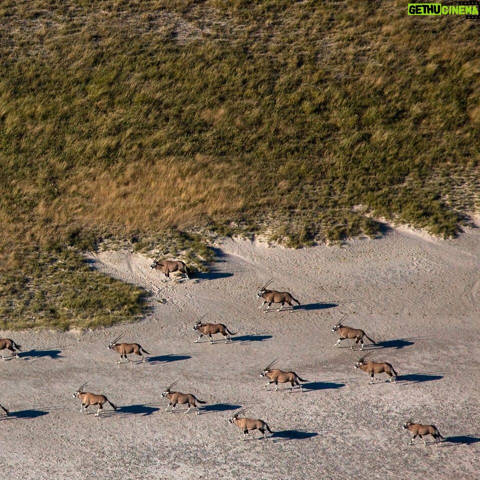 Beverly Joubert Instagram - As if in a coordinated procession, a small herd of oryx charge across the Makgadikgadi salt pans, the afternoon sun stretching their shadows out behind them like trailing wakes on the parched sand. Adapted to life in arid areas, oryx can survive for extended periods without water. In desert regions where a drink is hard to come by, these resilient antelope forage for moisture-rich tubers, thick-leaved plants, and wild melons. ⁣ ⁣ #wildlife #Makgadikgadi