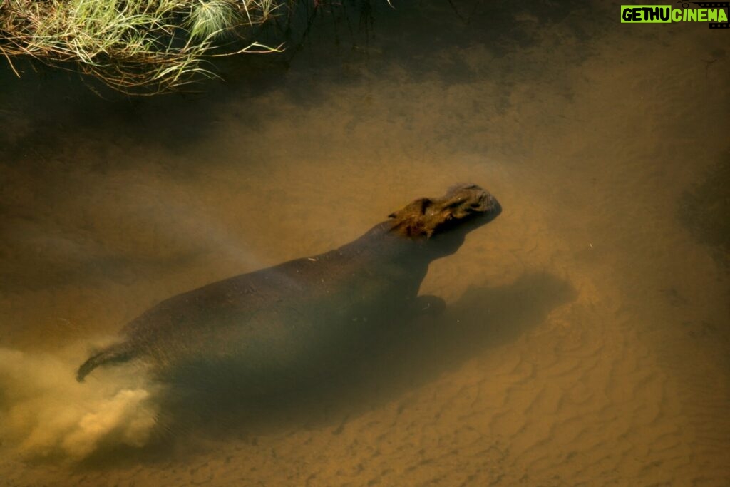 Beverly Joubert Instagram - In large swamps like Botswana's Okavango Delta, reeds grow rapidly, clogging up channels, building silt and ultimately damming the water. That's where species like hippos come in. These mega herbivores use their bulk to ensure that pathways through the aquatic vegetation remain open allowing other animals to access these areas and maintaining the delicate delta ecosystem. Without hippos, landscapes like the Okavango Delta would transform into something else entirely.⁣ ⁣ #nature #wildlife #hippo #Okavango