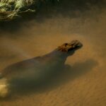 Beverly Joubert Instagram – In large swamps like Botswana’s Okavango Delta, reeds grow rapidly, clogging up channels, building silt and ultimately damming the water. That’s where species like hippos come in. These mega herbivores use their bulk to ensure that pathways through the aquatic vegetation remain open allowing other animals to access these areas and maintaining the delicate delta ecosystem. Without hippos, landscapes like the Okavango Delta would transform into something else entirely.⁣
⁣
#nature #wildlife #hippo #Okavango